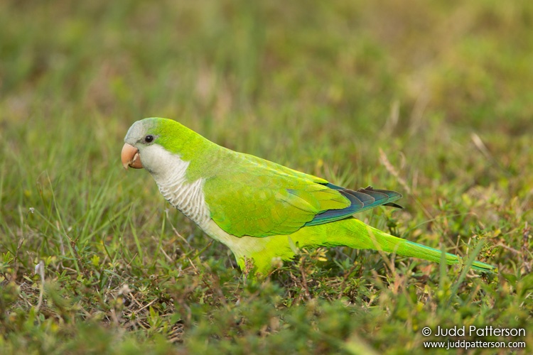 Monk Parakeet, Brian Piccolo Park, Broward County, Florida, United States